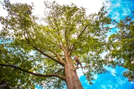 Best Soil Testing and Treatment  in Pleasantville, NJ