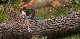 Best Root Management and Removal  in Pleasantville, NJ