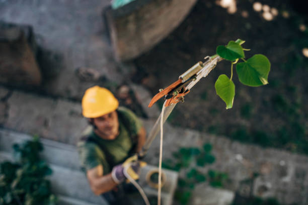 Best Utility Line Clearance  in Pleasantville, NJ