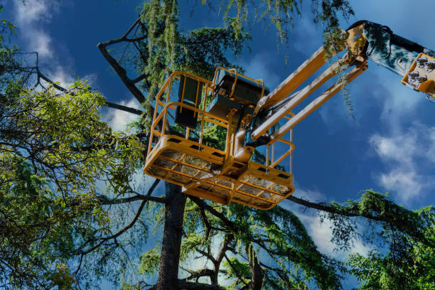 Best Tree Removal  in Pleasantville, NJ