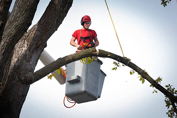 Best Tree Trimming and Pruning  in Pleasantville, NJ