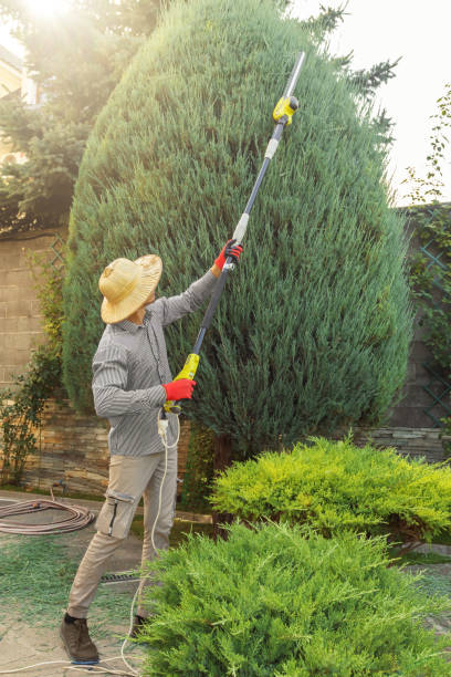 Best Tree Maintenance Programs  in Pleasantville, NJ