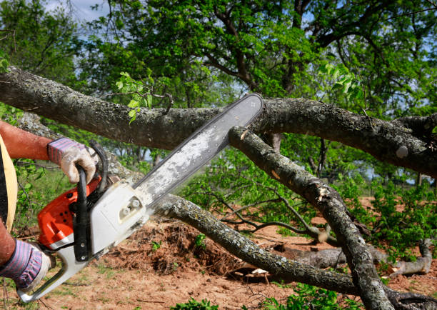 Pleasantville, NJ Tree Removal Company