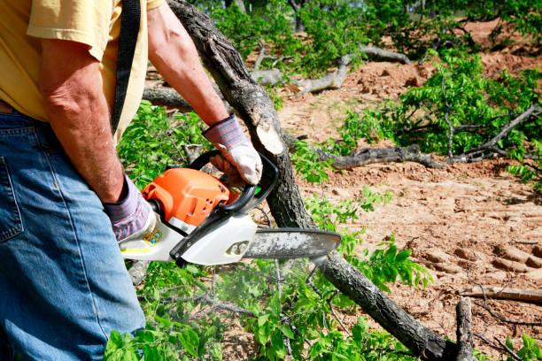Best Lawn Maintenance Plans  in Pleasantville, NJ